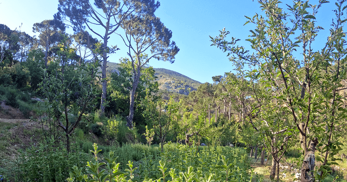 From Passion to Plate: Unveiling the roots of Mountain Boons